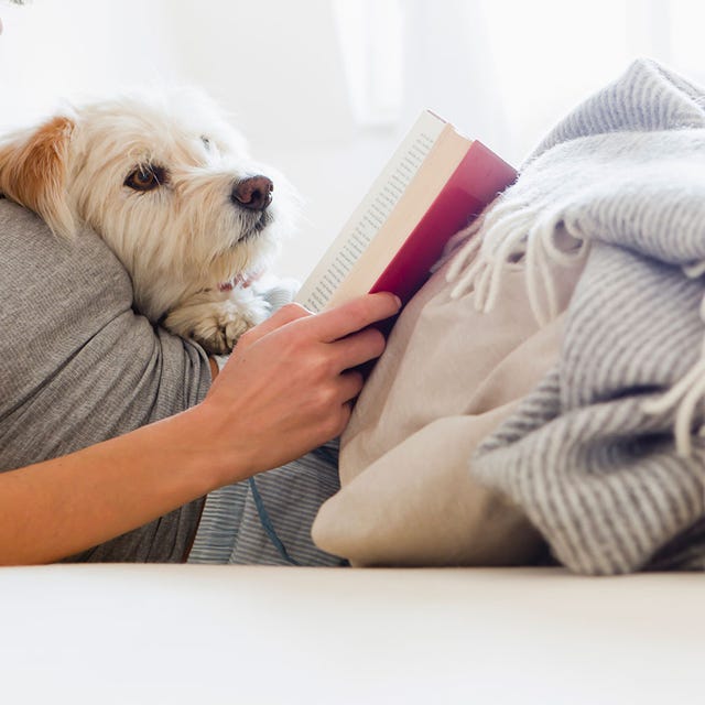 Dog, Mammal, Canidae, Dog breed, Maltese, Companion dog, Puppy, Puppy love, Carnivore, West highland white terrier, 