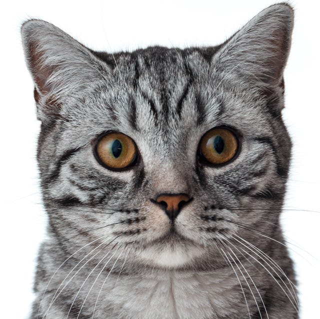 Whiskers, Carnivore, Small to medium-sized cats, Cat, Vertebrate, Felidae, Iris, Snout, Grey, Domestic short-haired cat, 