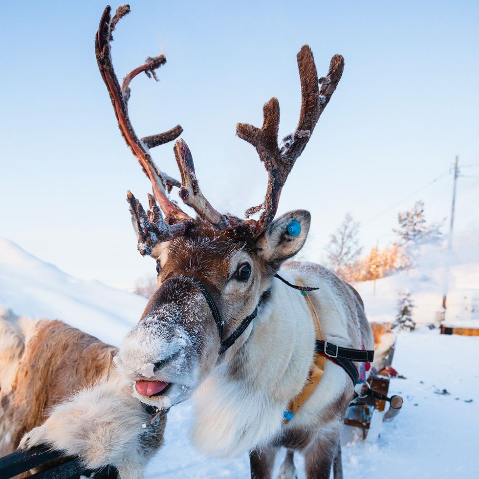 Deer, Winter, Elk, Antler, Reindeer, Snow, Horn, Freezing, Natural material, Snout, 