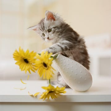 Cat, Small to medium-sized cats, Felidae, Kitten, Whiskers, Norwegian forest cat, Maine coon, Carnivore, Ragamuffin, British longhair, 