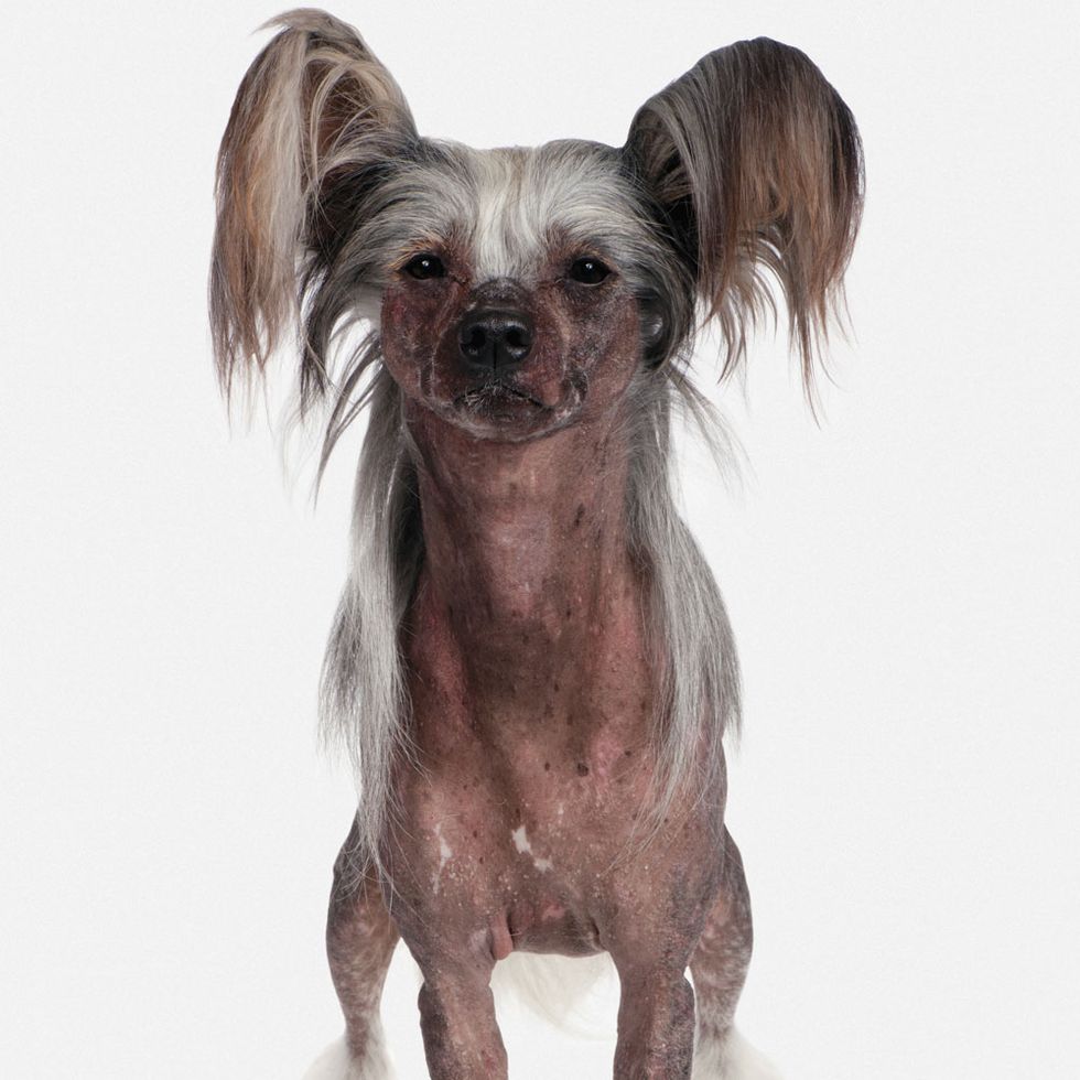 Brown, Dog breed, Chinese crested dog, Carnivore, Dog, Snout, Liver, Mexican hairless dog, Dog supply, Toy dog, 