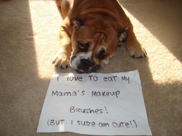 Dog breed, Dog, Carnivore, Flooring, Snout, Handwriting, Fawn, Companion dog, Canidae, Wrinkle, 