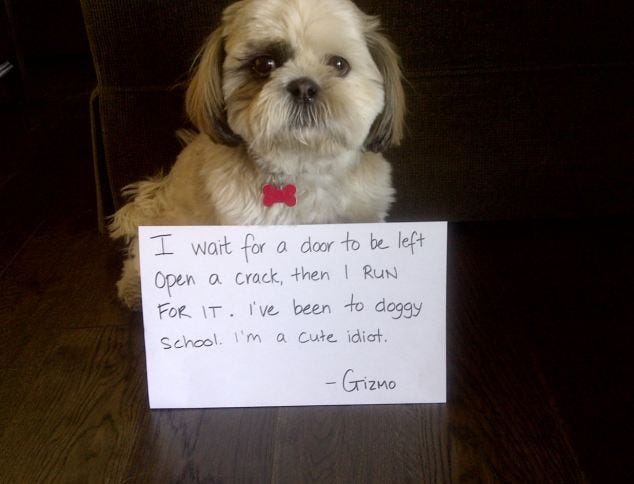 Dog breed, Carnivore, Dog, Toy dog, Puppy, Handwriting, Snout, Liver, Companion dog, Working animal, 