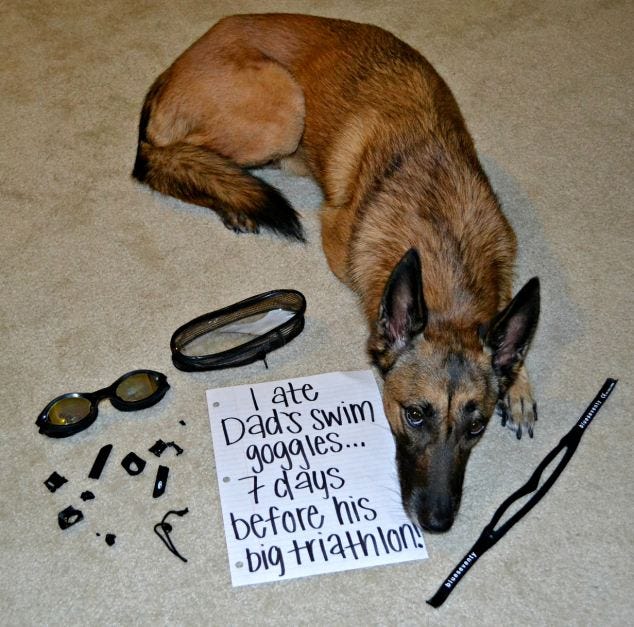 Eyewear, Dog breed, Vision care, Brown, Dog, Vertebrate, Carnivore, Snout, Liver, Handwriting, 
