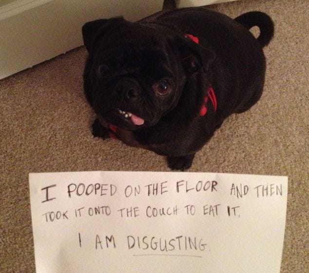 Pug, Vertebrate, Dog, Carnivore, Mammal, Dog breed, Snout, Working animal, Handwriting, Puppy, 