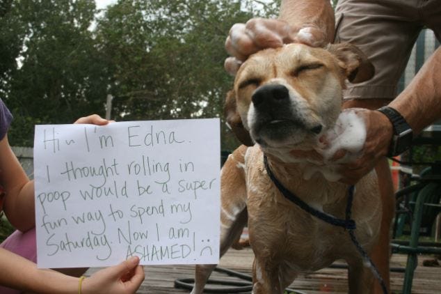 Human, Finger, Dog breed, Dog, Carnivore, Collar, Handwriting, Snout, Fawn, Liver, 