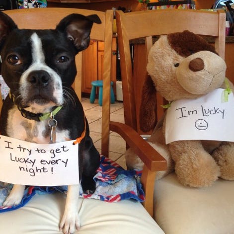 Dog breed, Vertebrate, Dog, Toy, Carnivore, Plush, Collar, Stuffed toy, Snout, Working animal, 