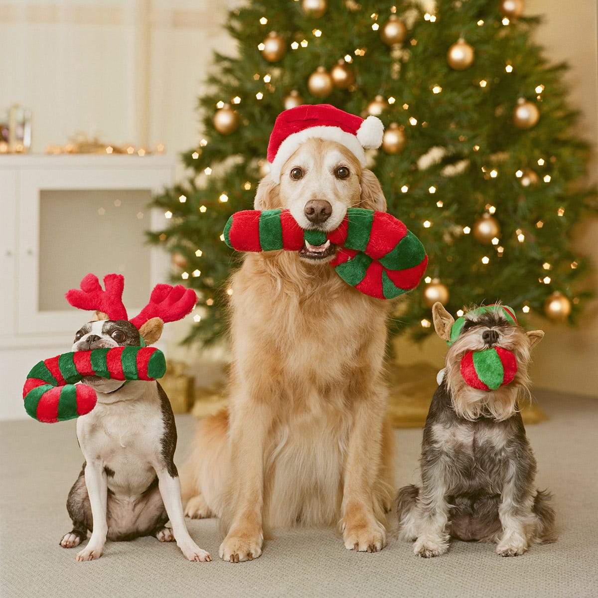 Pets at Christmas - Good Housekeeping