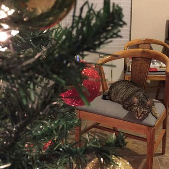 Christmas decoration, Interior design, Felidae, Cat, Small to medium-sized cats, Christmas tree, Carnivore, Interior design, Woody plant, Christmas ornament, 