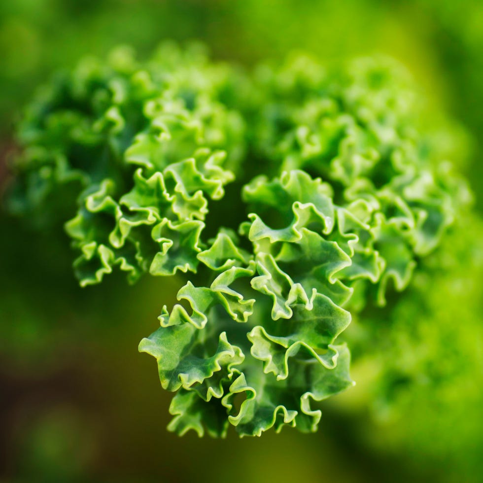 Green, Terrestrial plant, Macro photography, Close-up, Annual plant, Liverwort, Non-vascular land plant, 