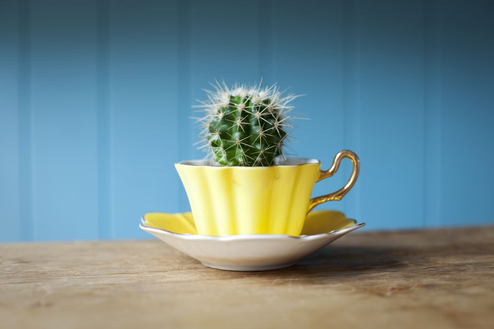 Serveware, Yellow, Dishware, Cup, Flowerpot, Porcelain, Ceramic, Botany, Terrestrial plant, Coffee cup, 