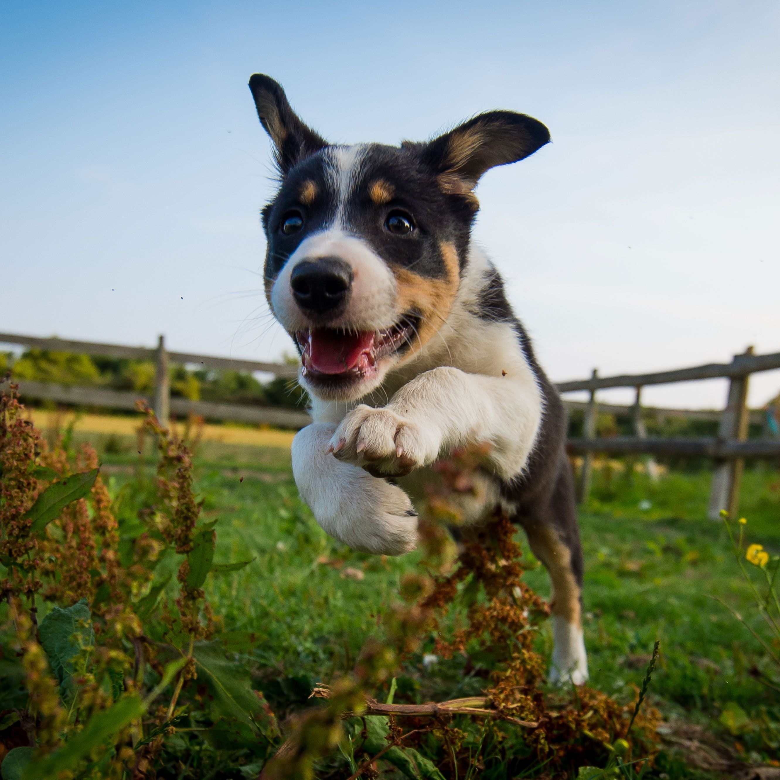 can dogs sense human sadness