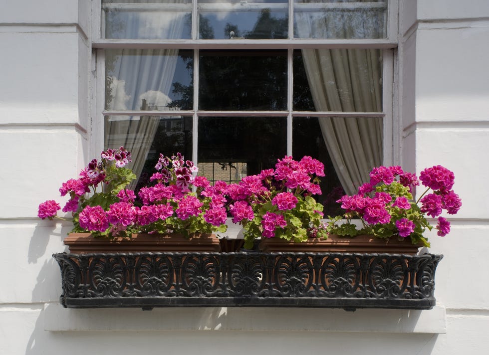 Flower, Magenta, Pink, Floristry, Fixture, Petal, Flower Arranging, Balcony, Annual plant, Flowerpot, 