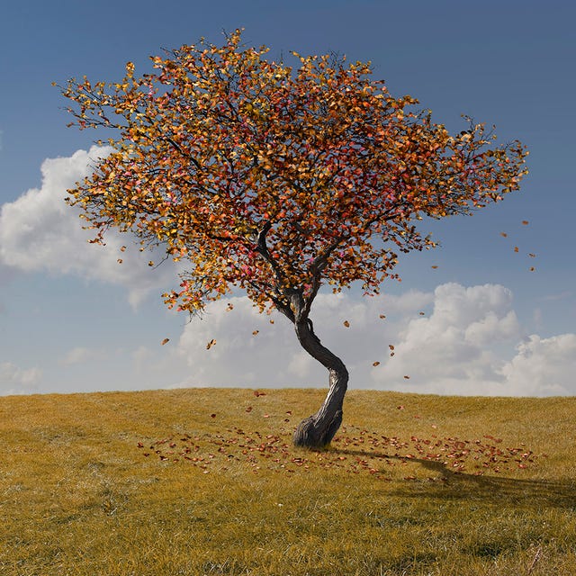 Branch, Twig, Natural landscape, Leaf, Plain, Landscape, Grassland, Woody plant, Ecoregion, Field, 