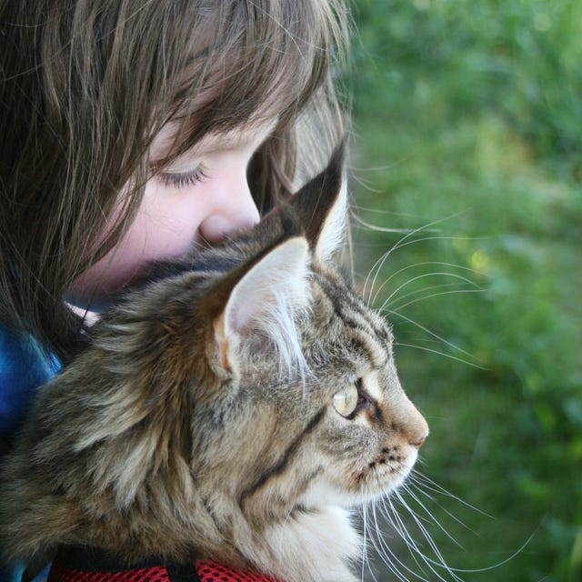 Small to medium-sized cats, Skin, Felidae, Whiskers, Vertebrate, Cat, Carnivore, Mammal, Iris, Snout, 