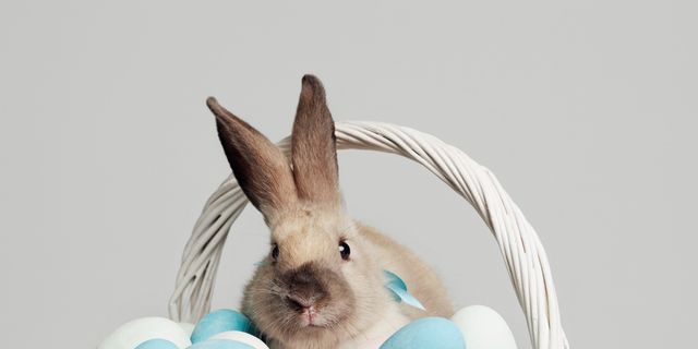 Blue, Rabbit, Easter, Teal, Easter egg, Basket, Storage basket, Turquoise, Aqua, Easter bunny, 