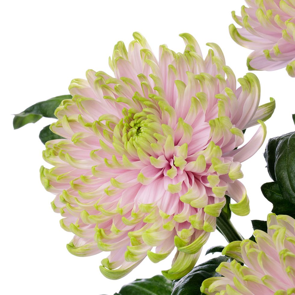Petal, Flower, Pink, Flowering plant, Floral design, Annual plant, Paint, Floristry, Cut flowers, Artificial flower, 