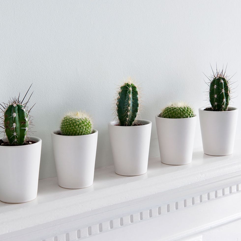 Cactus, Flowerpot, Houseplant, White, Plant, Terrestrial plant, Botany, Ceramic, Grass, Thorns, spines, and prickles, 