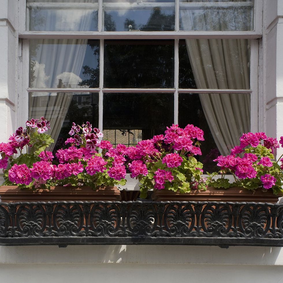 Flowerpot, Flower, Window, Balcony, Pink, Plant, Houseplant, Home, Shrub, Floristry, 