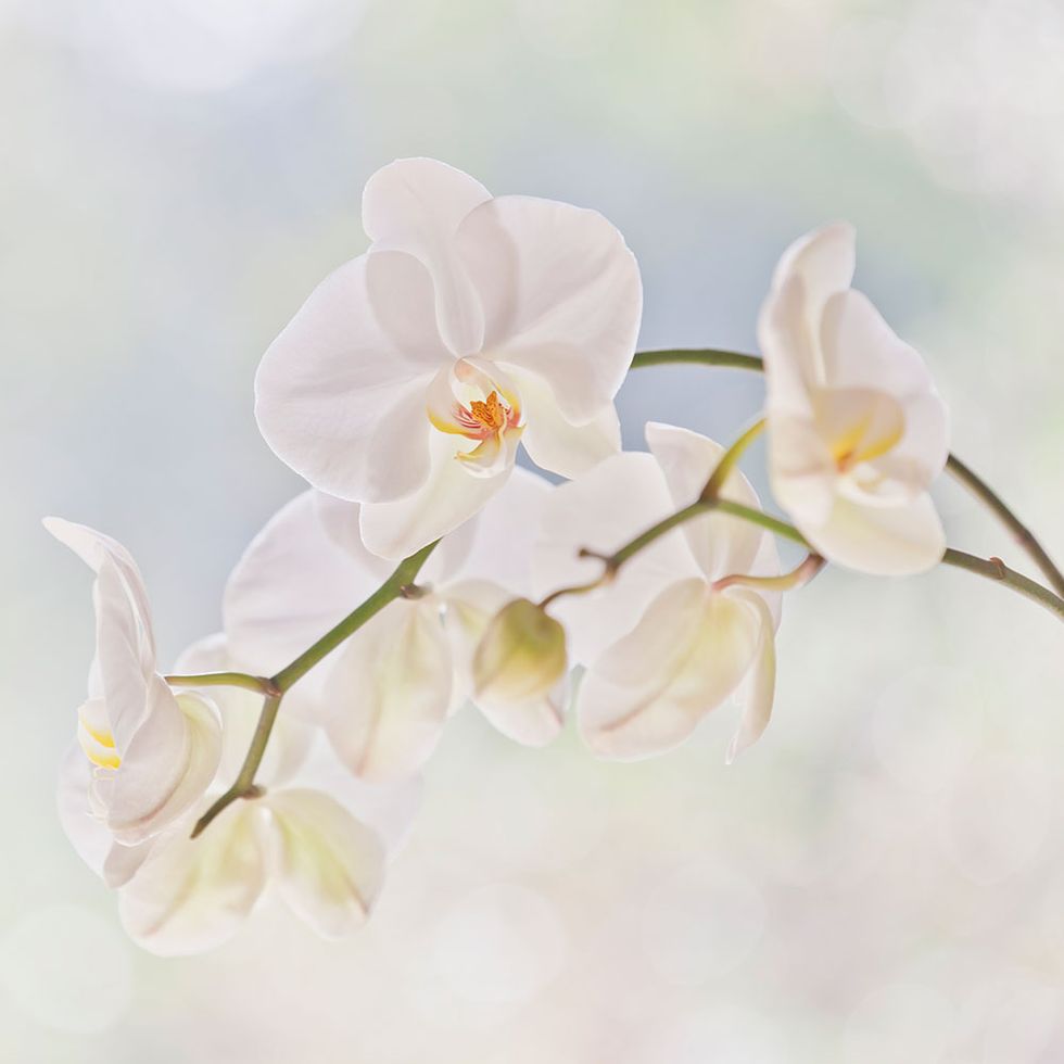 Flowering plant, moth orchid, Flower, White, Petal, Plant, Botany, Moth Orchid, Orchid, Pedicel, 