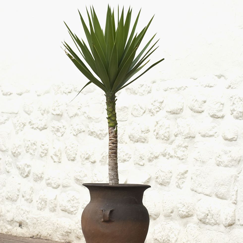 Flowerpot, Palm tree, Yucca, Tree, Plant, Arecales, Houseplant, Flower, Woody plant, Desert Palm, 