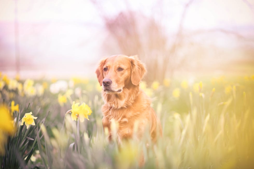 Yellow, Dog breed, Dog, Carnivore, Retriever, Sunlight, Sporting Group, Grass family, Companion dog, Fawn, 