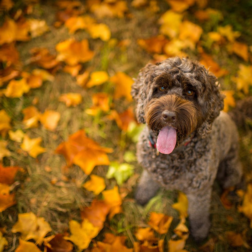 Dog breed, Carnivore, Dog, Mammal, Leaf, Snout, Sporting Group, Deciduous, Water dog, Tongue, 