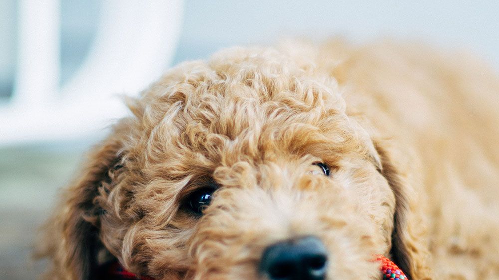 10 reasons pets are good for your health