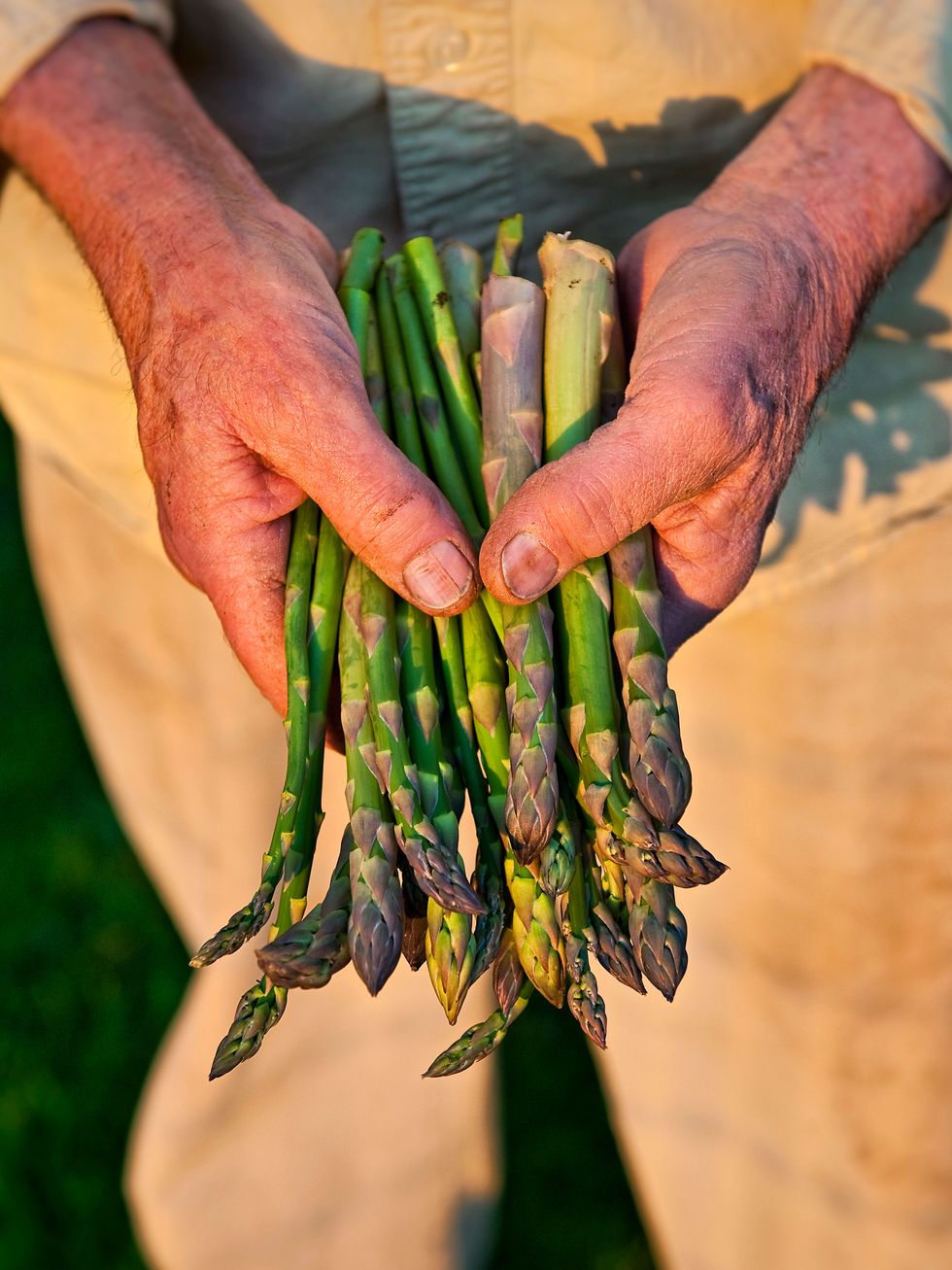 Asparagus, Hand, Vegetable, Plant, Finger, Food, Local food, Asparagus, Produce, 