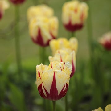 Jobs to do in the garden in April