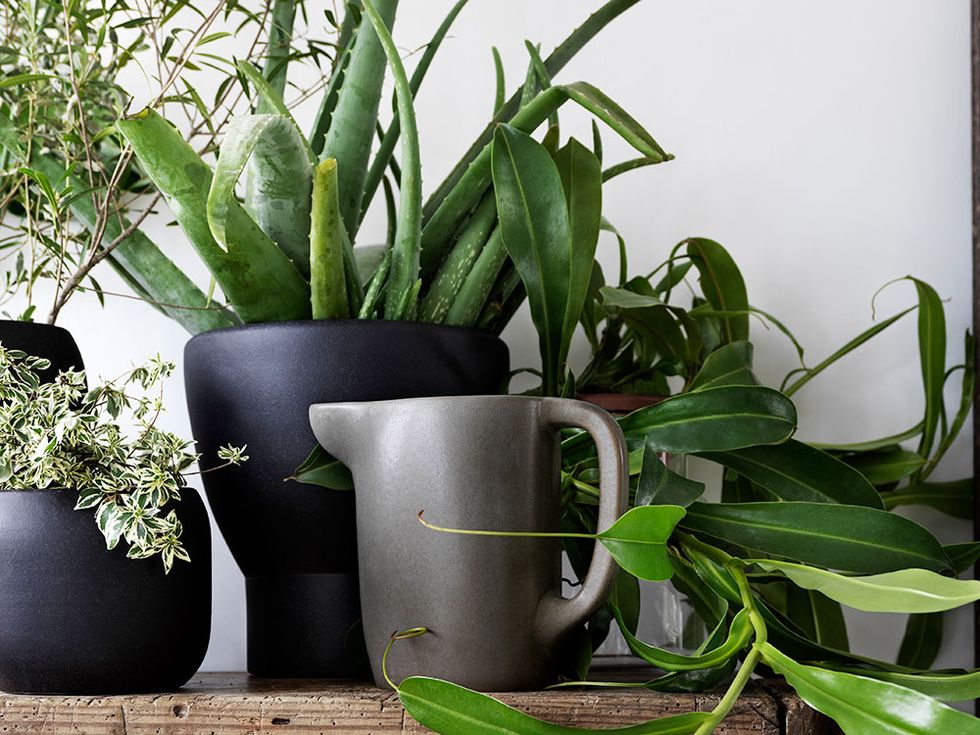 Flowerpot, Botany, Terrestrial plant, Interior design, Houseplant, Vase, Pottery, Plant stem, San Pedro cactus, Annual plant, 