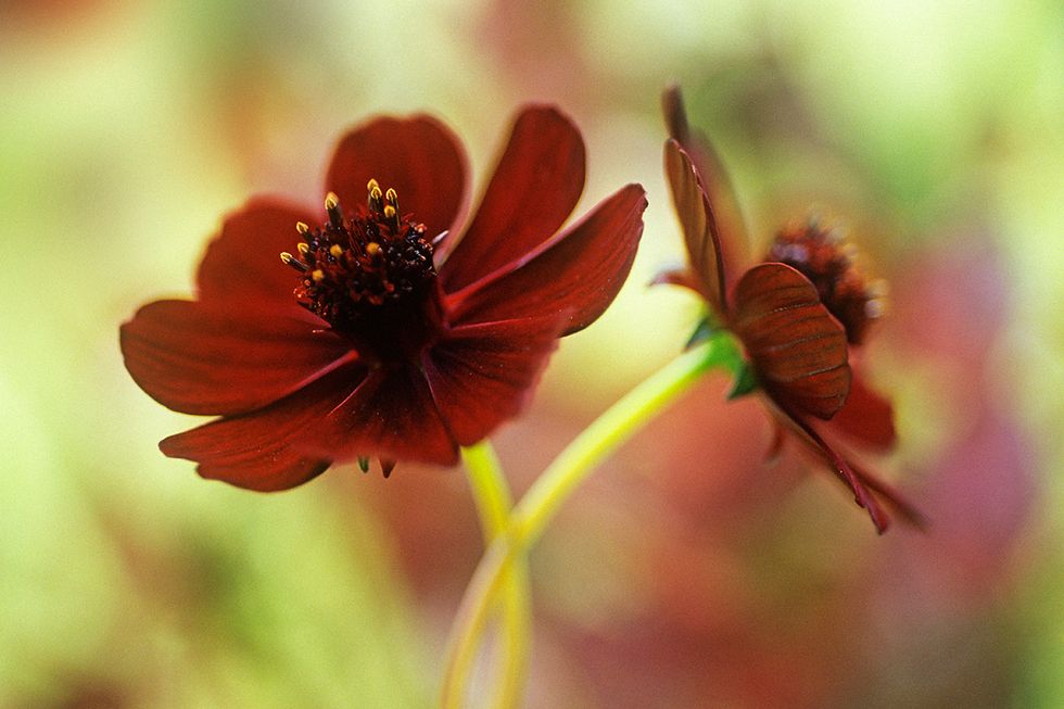 Flower, Flowering plant, Petal, Red, Plant, chocolote cosmos, Botany, Macro photography, Close-up, Wildflower, 