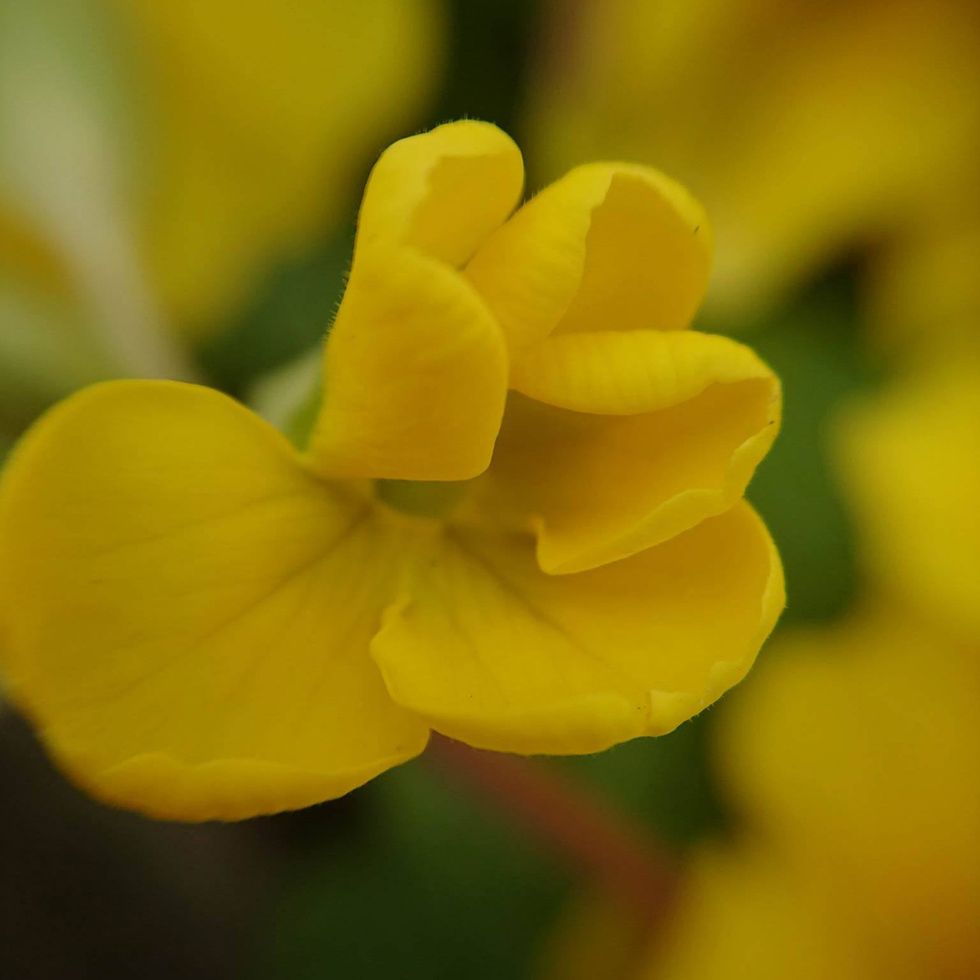 Yellow, Flower, Petal, Herbaceous plant, Pedicel, Macro photography, Wood sorrel family, 