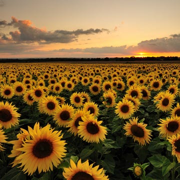Sunflower, Yellow, Agriculture, Flower, Field, Petal, Plantation, Ecoregion, Crop, Morning, 
