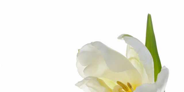 Petal, Flower, White, Flowering plant, Botany, Still life photography, Pedicel, Spring, Close-up, Wildflower, 