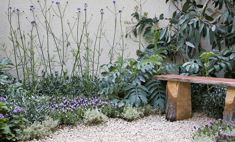 Plant, Shrub, Purple, Lavender, Garden, Botany, Groundcover, Subshrub, Lavender, Flowering plant, 