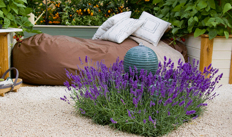 Plant, Purple, Lavender, Shrub, Garden, Lavender, Violet, Groundcover, Subshrub, Annual plant, 