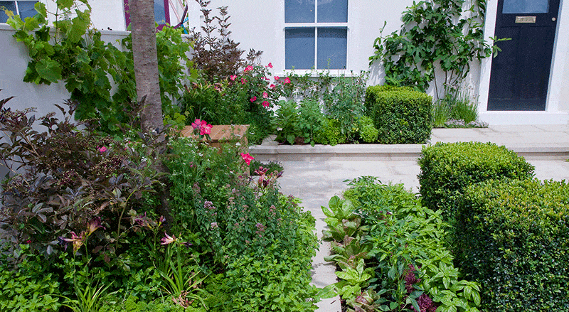 Plant, Shrub, Window, Garden, Petal, Fixture, Groundcover, Yard, Annual plant, Backyard, 
