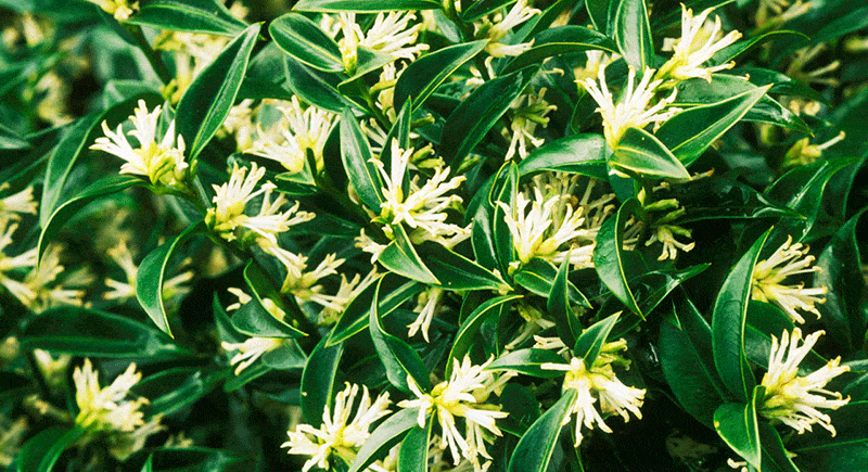 Plant, Flower, Woody plant, Shrub, Flowering plant, Honeysuckle family, Herbaceous plant, Hymenocallis, Rhododendron, Lily family, 