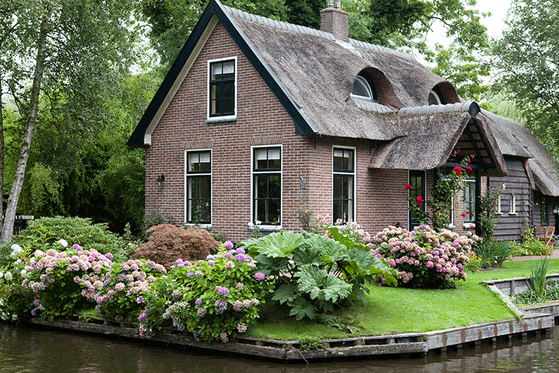 Window, Plant, House, Property, Shrub, Flower, Garden, Home, Real estate, Building, 