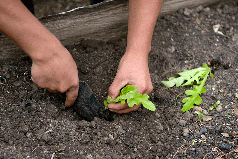 Green, Leaf, Soil, People in nature, Adaptation, Terrestrial plant, Toe, Foot, Nail, Gardening, 