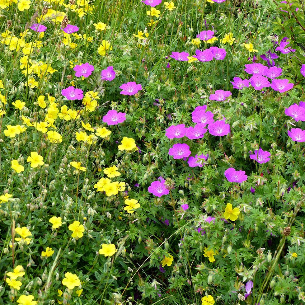 Yellow, Flower, Magenta, Pink, Petal, Purple, Wildflower, Groundcover, Annual plant, Herbaceous plant, 