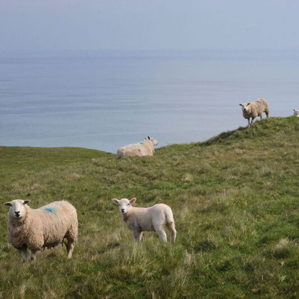 Pasture, Sheep, Grassland, Sheep, Grazing, Rural area, Livestock, Herd, Terrestrial animal, Meadow, 