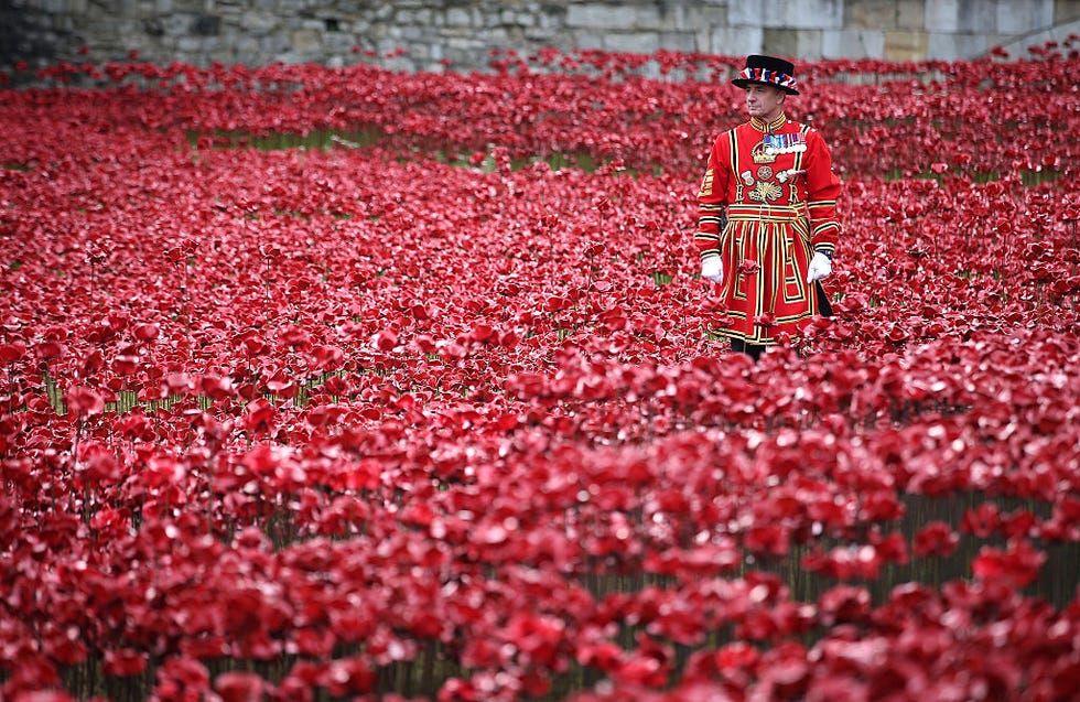 Petal, Red, Flower, Garden, Carmine, Botany, Groundcover, Coquelicot, Flowering plant, Annual plant, 