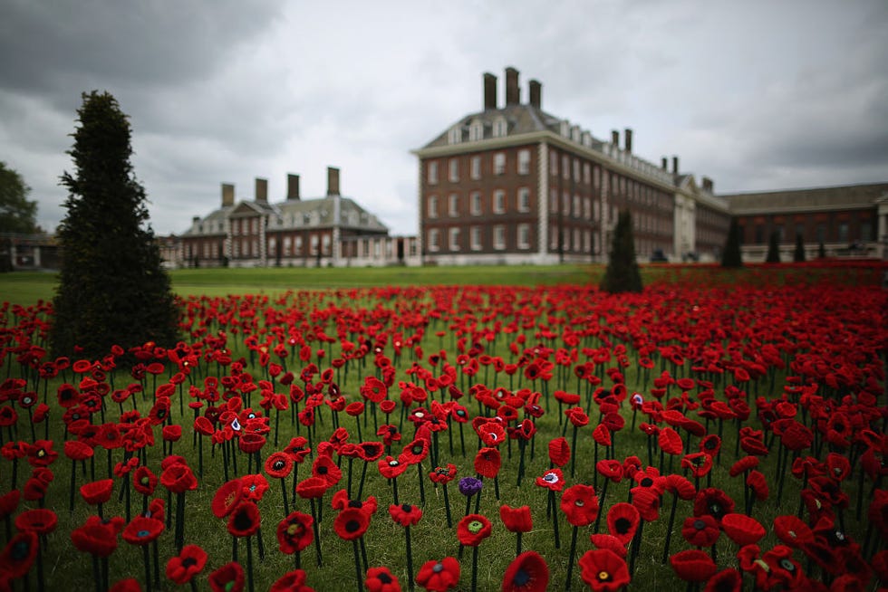Plant, Petal, Flower, Red, Garden, Field, Poppy, Carmine, Coquelicot, Flowering plant, 