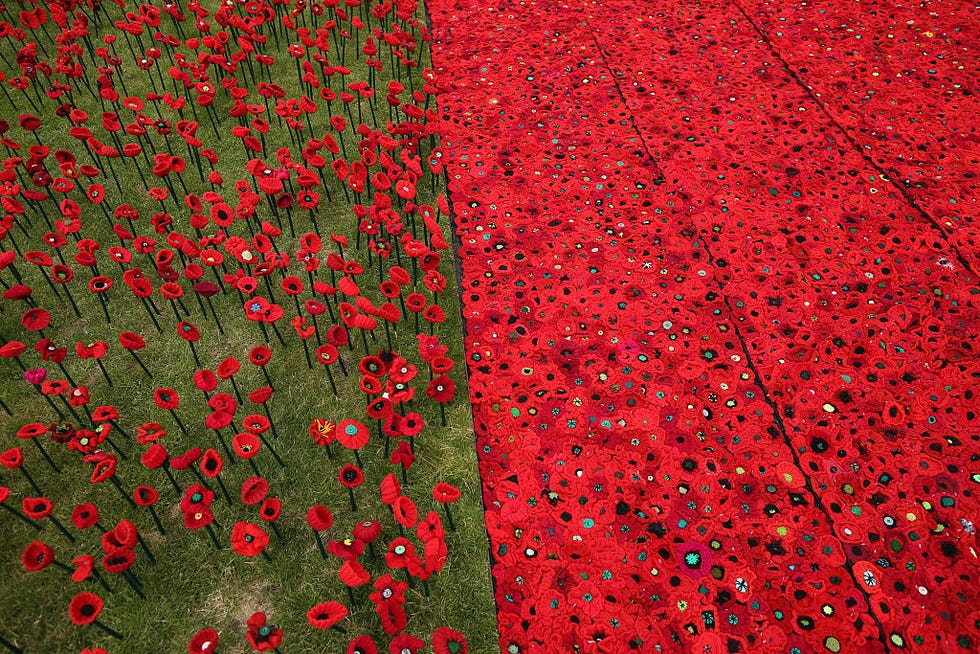 Red, Petal, Flower, Colorfulness, Carmine, Coquelicot, Groundcover, Poppy family, Poppy, Annual plant, 