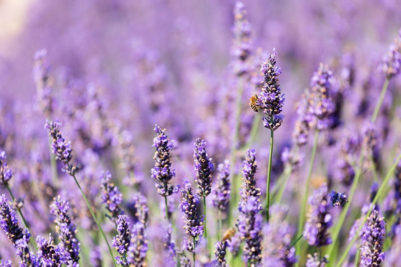 Purple, Lavender, Lavender, Violet, Flowering plant, Wildflower, Herbaceous plant, English lavender, Annual plant, French lavender, 