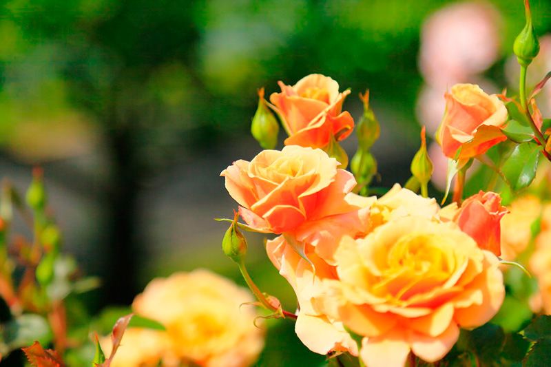 Yellow, Petal, Flower, Flowering plant, Botany, Orange, Rose family, Rose order, Garden roses, Peach, 