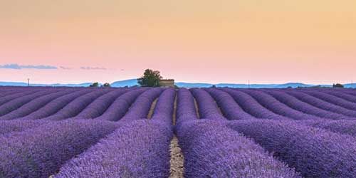 Purple, Lavender, Agriculture, Violet, Farm, Field, Lavender, Rural area, Plantation, Crop, 