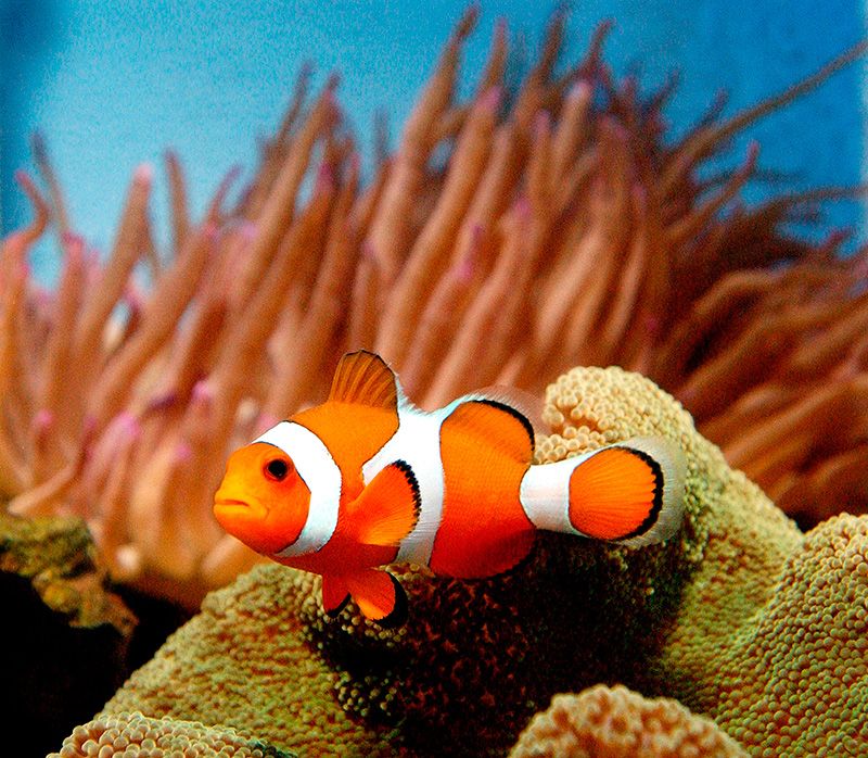 anemone fish, Organism, Natural environment, clownfish, Vertebrate, Underwater, Fish, Coral, Sea anemone, Coral reef fish, 